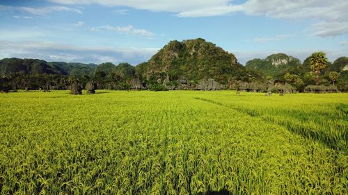 Spoil the eyes with rice fields filled with mountain rocks