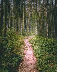 Trail amidst trees in forest