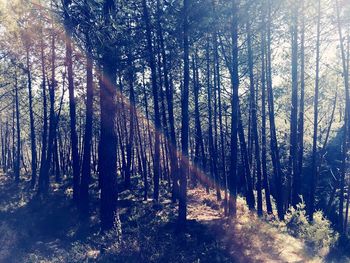 Trees in forest