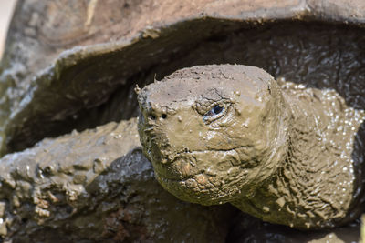 Close-up of turtle