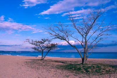 Bare tree on the beach against the sunset sky. 