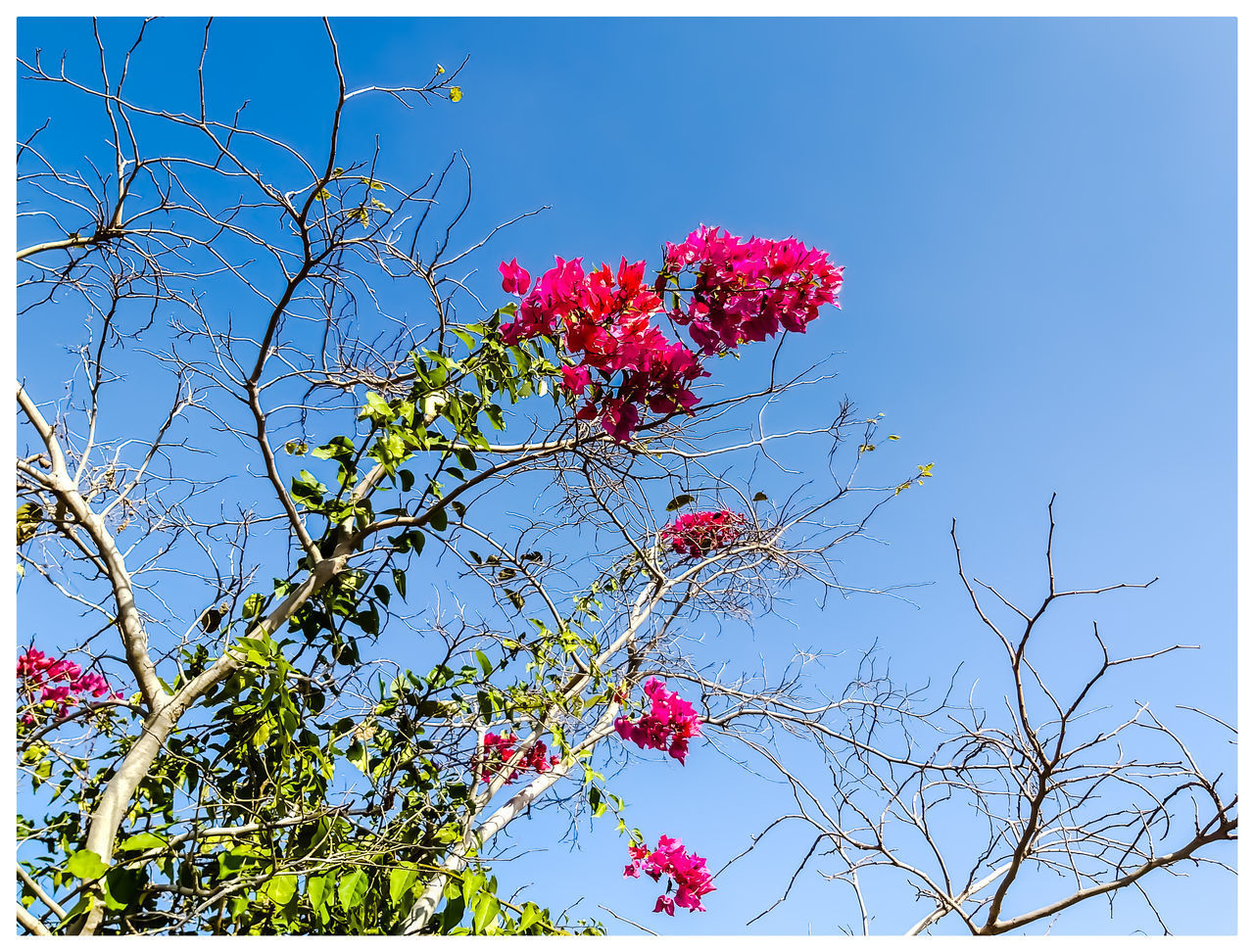 LOW ANGLE VIEW OF PINK FLOWERING PLANT AGAINST CLEAR BLUE SKY