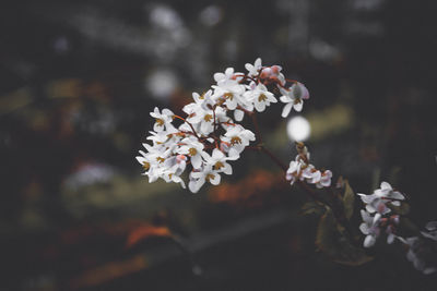 Close-up of white cherry blossoms