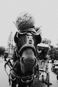 Close-up of horse against clear sky