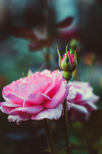 Close-up of bud and pink rose on a green background