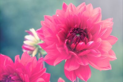 Close-up of red flower