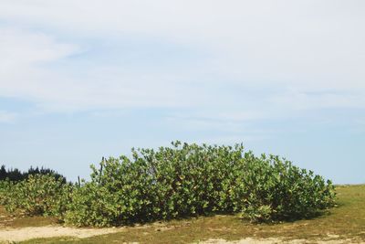 Plants growing on field against sky