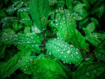 Close-up of water drops on leaves