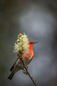 Close-up of red bird perching on branch