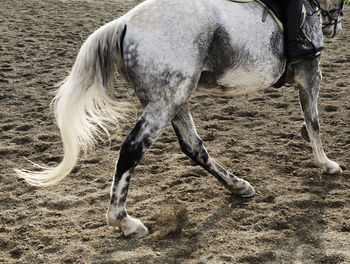 Horse grazing in field