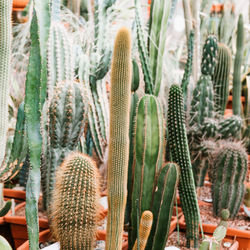 Close-up of succulent plant