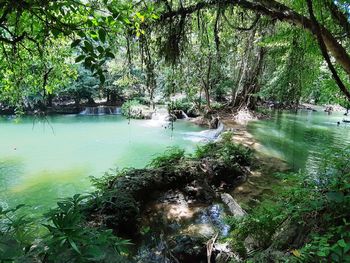 Scenic view of river amidst trees in forest