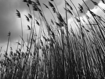 Close-up of wheat growing on field against sky