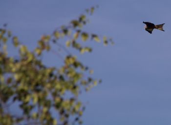 Low angle view of bird flying in sky