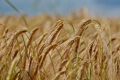 Close-up of wheat field