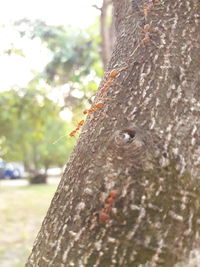 Close-up of lizard on tree trunk