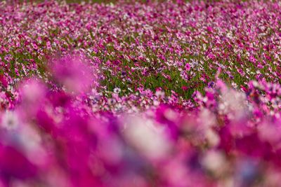 Kashihara city, nara prefecture cosmos field of fujiwara palace