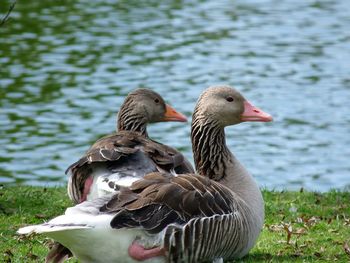 Ducks on a lake