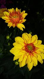 Close-up of yellow flowers blooming against black background