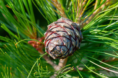 Cedar cone on a fluffy coniferous branch 