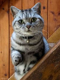 Portrait of tabby cat sitting on wood