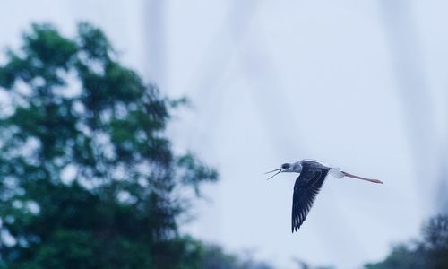 Low angle view of bird flying in sky