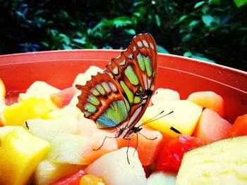 Close-up of butterfly on fruit