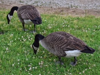 Duck on grass