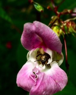 Close-up of bee on purple flower