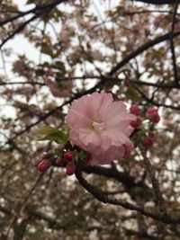 Low angle view of pink flowers blooming on tree