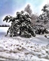 Close-up of snow covered tree
