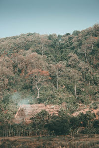 Trees growing on field against clear sky