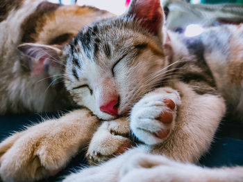 Close-up of cat sleeping