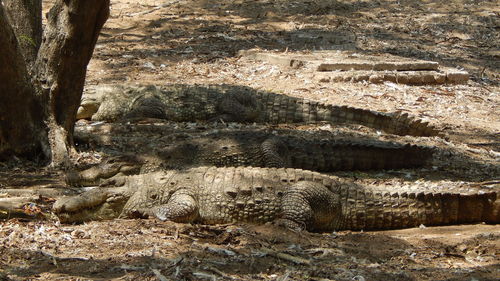 Side view of crocodiles on ground