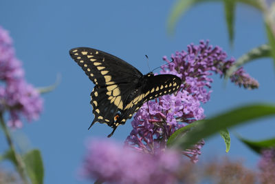 Black swallowtail butterfly