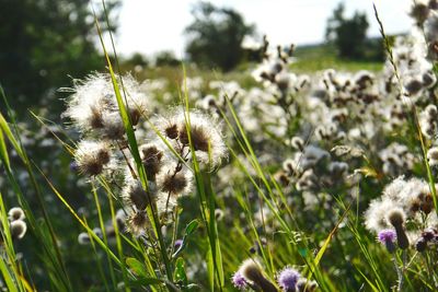 Close-up of flowers blooming in field