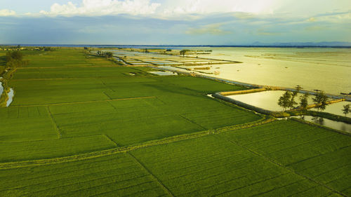 Scenic view of agricultural field against sky