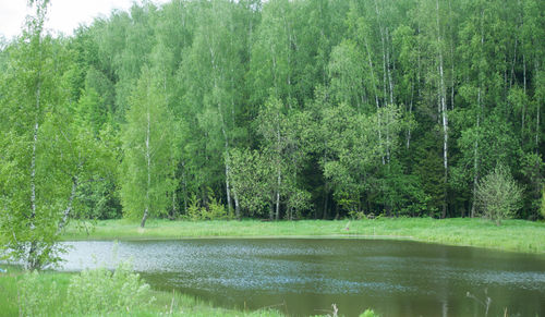 Scenic view of lake in forest