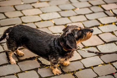 Close-up of dog standing outdoors