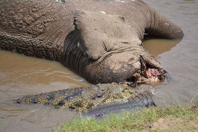 Elephant in a river