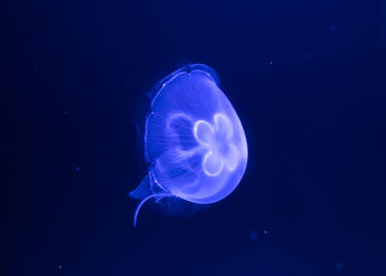 Close-up of jellyfish against blue background