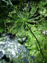 Close-up of flowering plant