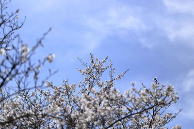 Low angle view of flowering plants against sky