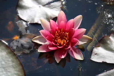 Close-up of lotus water lily in pond