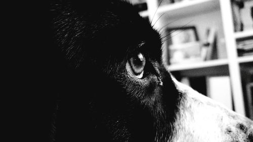 Close-up of a dog looking away