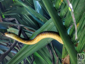 Close-up of snake on plant