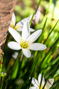 Close-up of white flowering plant