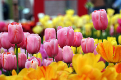 Close-up of pink tulips