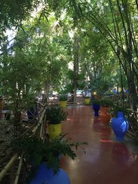 Reflection of trees in water