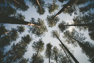 Low angle view of bamboo trees in forest